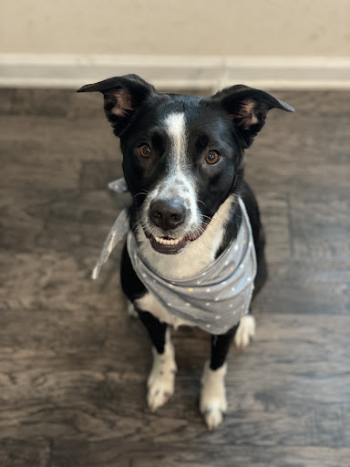 The Southern Pooch Dog Salon - Thumbnail