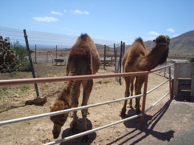 Vino + Lanzarote