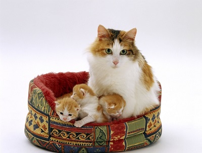 NutriPet.Store - Visual