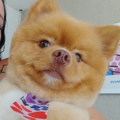 Photos of Pet Shop Dogs Ville