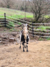 Photo n°6 de Ferme oustal blanc à Broquiès (Élevage laitier)