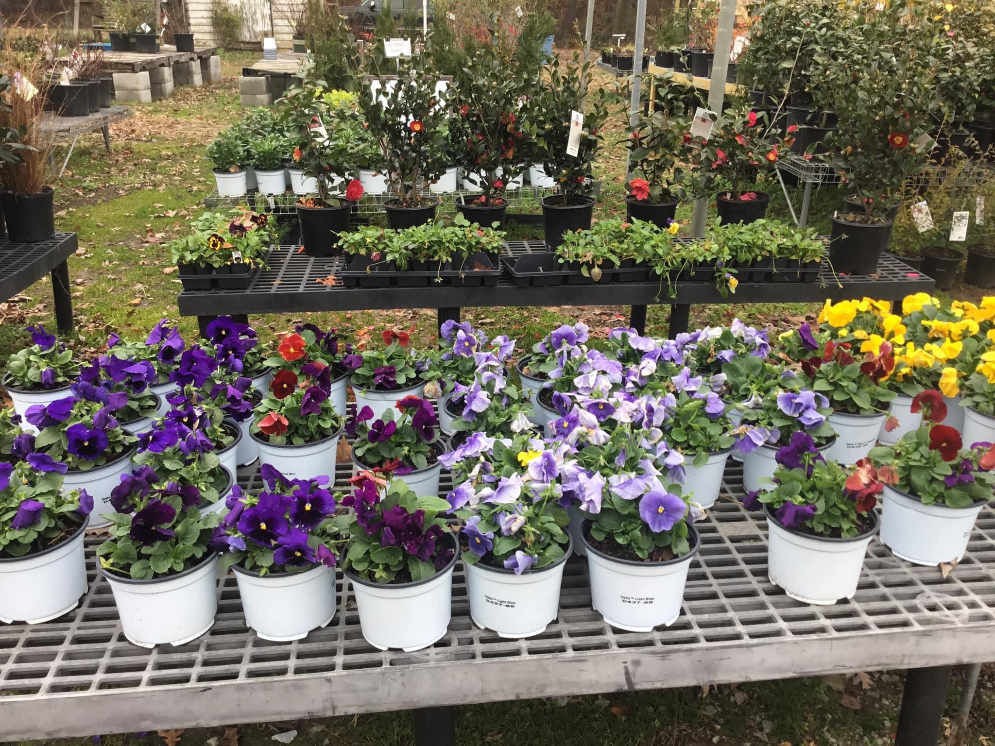New Leaf Nursery & Cut Flower Farm