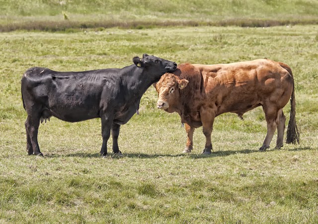 Elmley National Nature Reserve