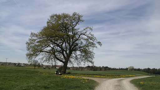 Naturdenkmal Stiel-Eiche