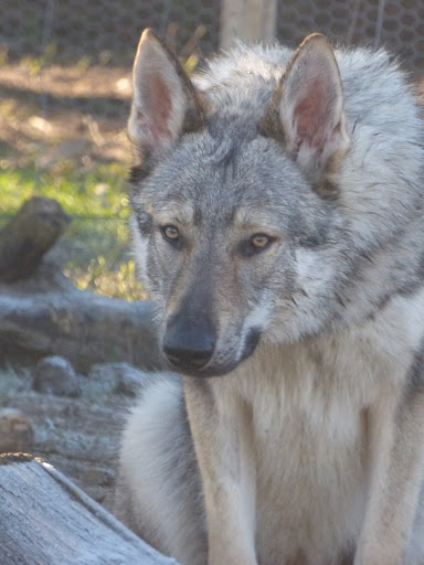 Wolf Dog Compagny - Thumbnail