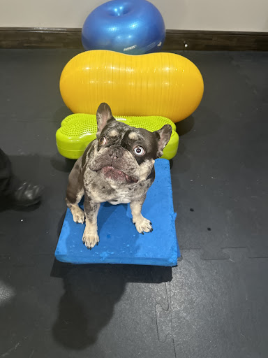 Old Town Holistic Pet Center - Thumbnail