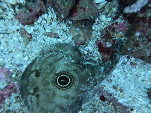 Torecillas - Thumbnail