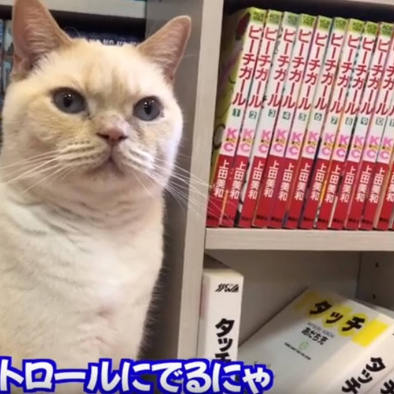 猫カフェ 猫ざんまい 蒲田本店 カフェテリア