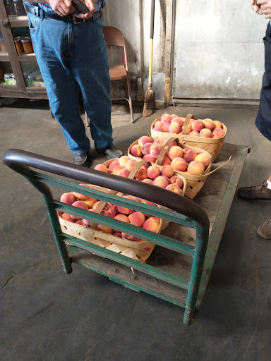 Ayers Apple Cooler - Visual