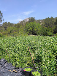 Photo n°7 de GAEC Ferme Biologique De Ravel à Marseille (Ferme bio)