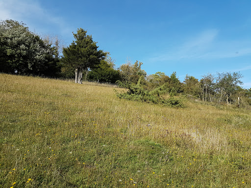 Levin Down Nature Reserve Sussex Wildlife Trust - Thumbnail