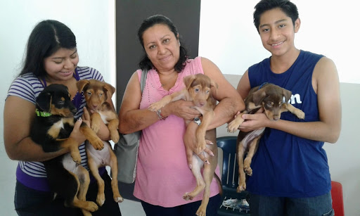 Dogtors Consultorio Veterinario