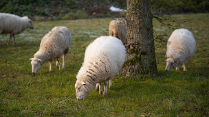 Photo n°4 de Des Moutons à l'Horizon - Eco Pâturage en Vendée à Bellevigny (Ferme pédagogique)