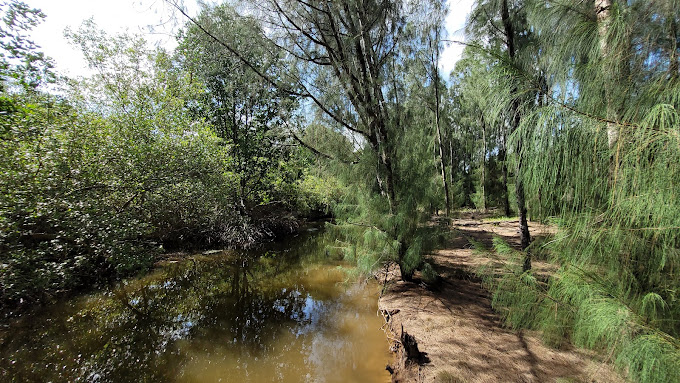 Rừng Dương Điện Gió Hòa Bình 1