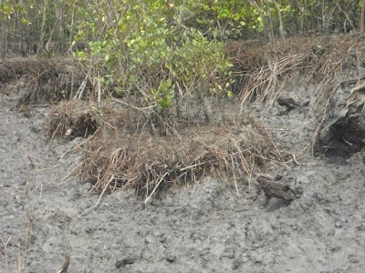 Photos of Burigoalini Forest Office