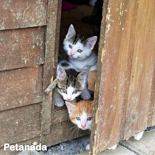Petanada - Visual