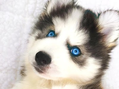 Siberian Husky Puppies For Sale |Adoption | Noble Siberian Huskies