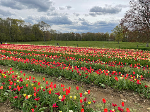 Wicked Tulips - Exeter RI - Thumbnail
