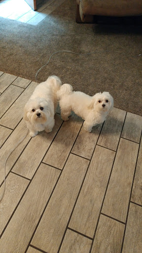 Best In Show Dog Grooming