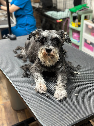 Smokey Mountain Grooming - Thumbnail