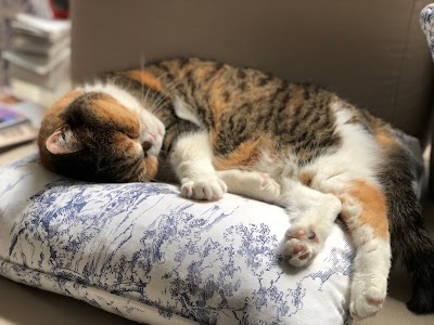 Photos of Nine Lives Cat Hospital