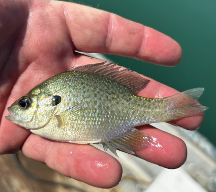 Stock My Pond Oklahoma - Thumbnail