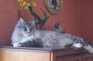 Photo n°6 de La Foret De Jernvid à Cormolain (Éleveur)