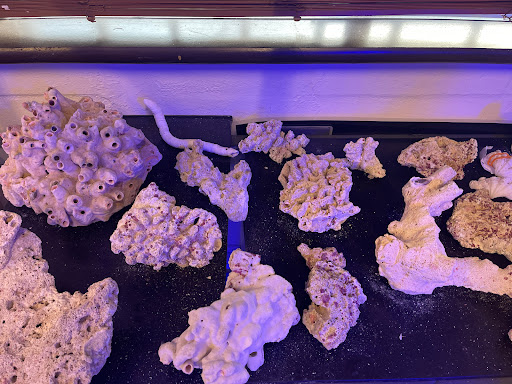 Reef Candy - Thumbnail