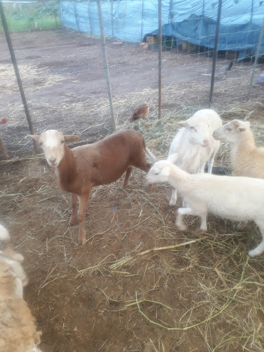 Rancho la aurora
