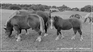 Photo n°5 de La Jumenterie de Cornouaille | Lait de Jument et Cosmétiques Bio à Briec (Magasin de vitamines et compléments alimentaires)