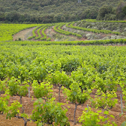 Photo n°5 de Domaine des Jonquiers Gerus Casadevall à Saint-Étienne-des-Sorts (Magasin de vins et spiritueux)