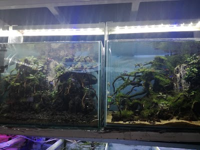 Photos of Pasar Ikan Hias Johar, Semarang