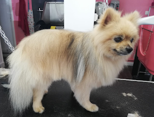 Photo n°7 de SWEETY DOG à Royan (Toiletteur)