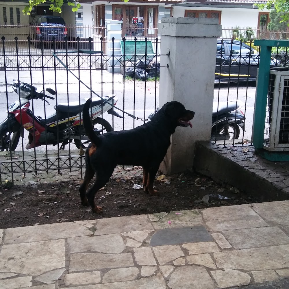 Pet park. Париж собака метит. Small Park. Черно белый коричневый пес Лео в Москве.