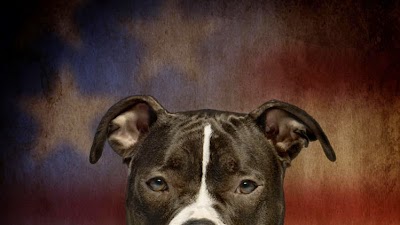 Photos of Downtown Veterinary Clinic