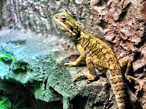 Terrarium & Insektarium