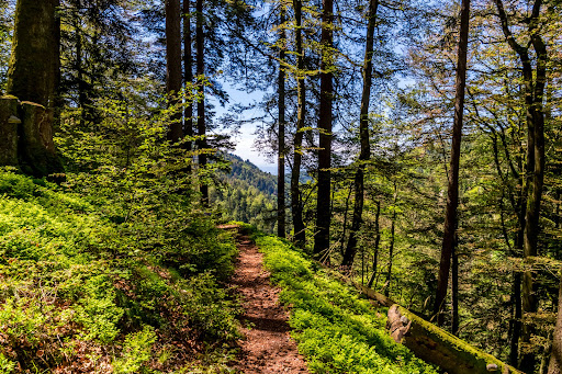 Schluchtensteig Schwarzwald Gallery - Germany