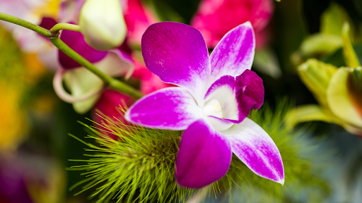 Fresh and Silk Flowers - Thumbnail