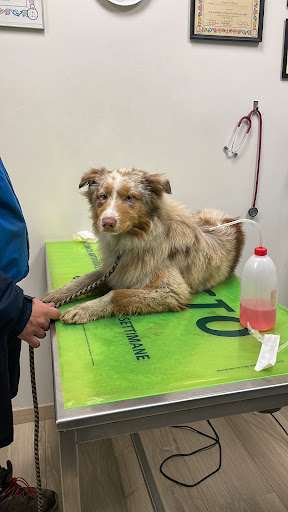 Centro Medico Veterinario Campus maior - Thumbnail