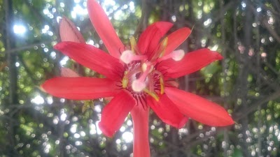 Photos of Taman Kota 1 BSD
