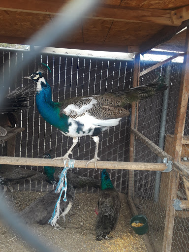 El Rancho Animal Feed Store - Thumbnail