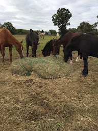 Photo n°48 de Domaine des Pierres Jumelles - Balade à cheval - Chambre d’hôtes-Hébergements insolites-Mayenne à Sainte-Gemmes-le-Robert (Terrain pour camping-cars)