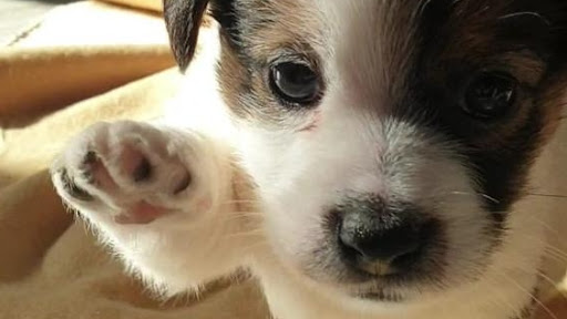 Allevamento STESI Jack Russell - Pensione per Animali