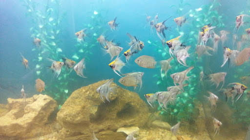 Acuario xalapa kaskarudo - Thumbnail