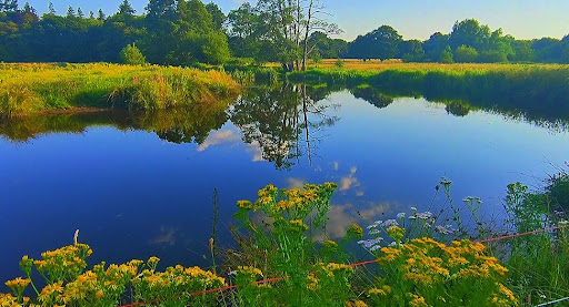 Thundry Meadows - Thumbnail