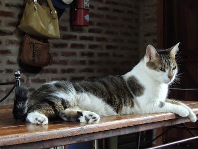 Photos of Veterinaria Axis