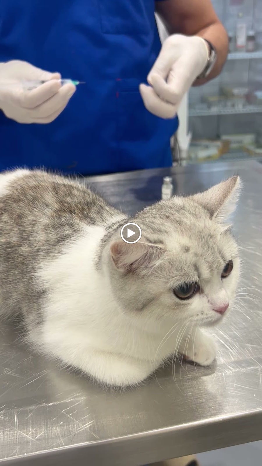 عيادة k9 البيطرية - صورة 2