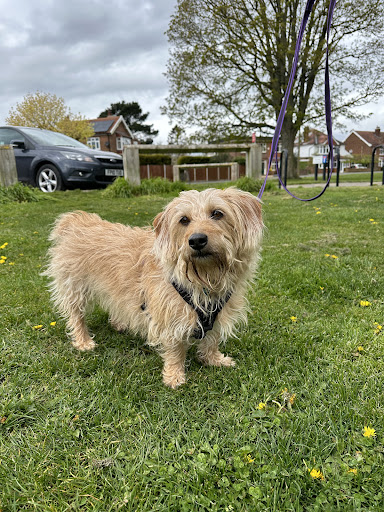 Walkies Dog Behaviour and Training - Thumbnail