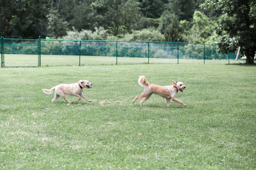 Defiance Bark And Run (Membership Required) - Thumbnail