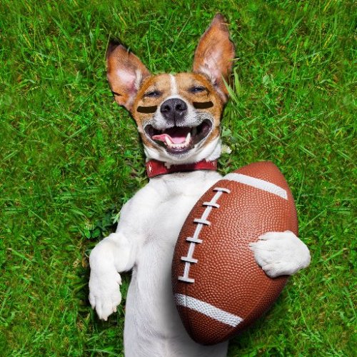 sportydogwear.com